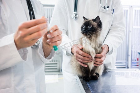 看兽医正在准备的疫苗注射的猫