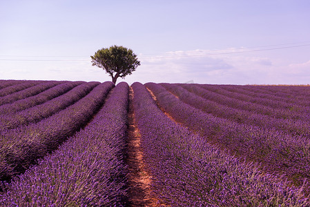紫色薰衣草花田与孤独的树