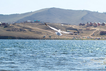 贝加尔湖上的飞鸥