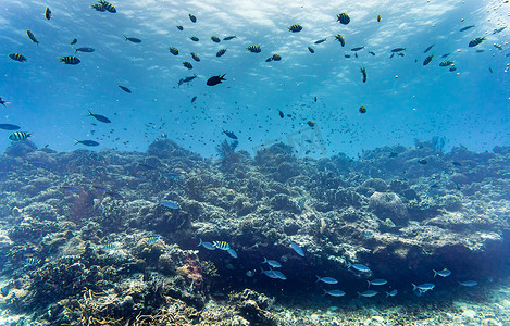 珊瑚礁和鱼在热带海洋水下