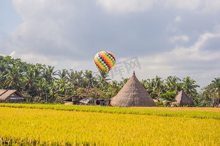 绿色稻田上空的热气球。
