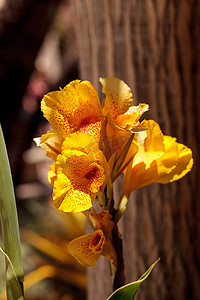 黄色和橙色的热带美人蕉花，称为毛伊冲床