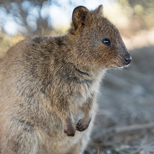 澳大利亚野生动物