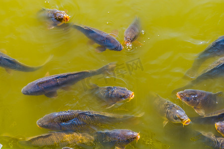 鲤鱼游水摄影照片_一大群鲤鱼一起游泳，用嘴游出水面，这是来自欧洲的常见鱼类