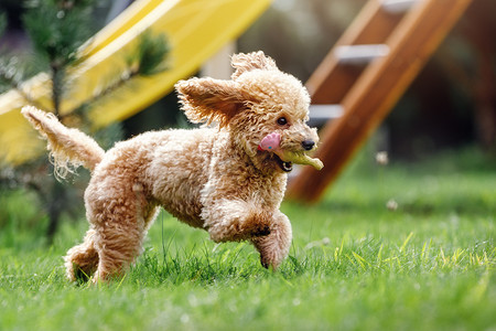 棕色贵宾犬小狗在草地上奔跑。
