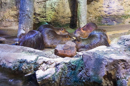 一群海狸躺在动物园的石头上