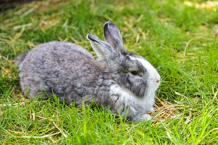 灰色大耳朵兔子摄影照片_灰色的小兔子坐在绿色的草地上。
