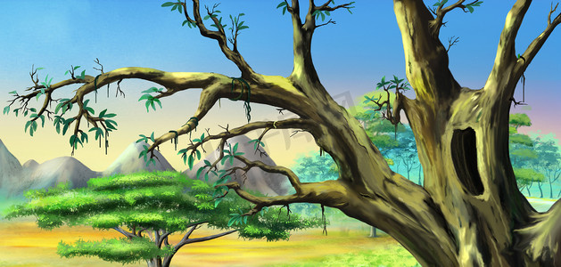 蓝天大空心的非洲树