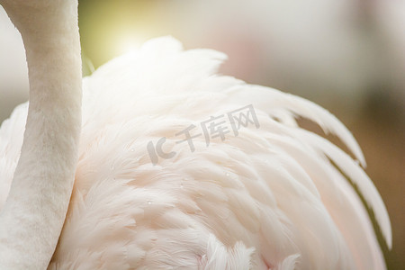 火烈鸟的脖子和羽毛背景，颜色很漂亮