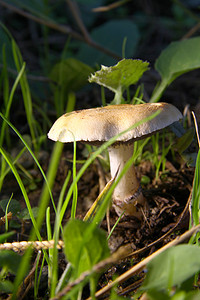 昆虫蘑菇摄影照片_地上的蘑菇