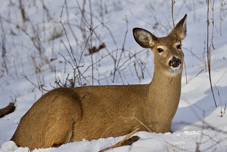 加拿大安大略省摄影照片_森林雪地上有一只野鹿的美丽孤立图片