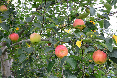 kanzi摄影照片_苹果（Malus Domestica），在树上，在日本