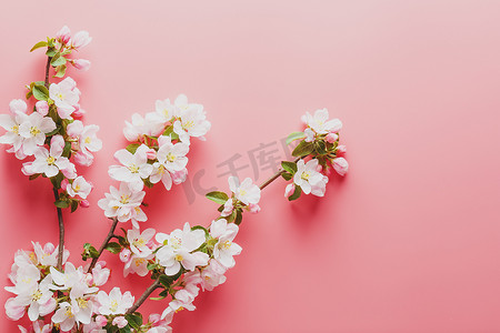 樱花，粉红色背景上的春天花朵，有问候的空间。