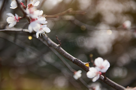 开花杏果树的树枝特写，芽和树脂肿胀。