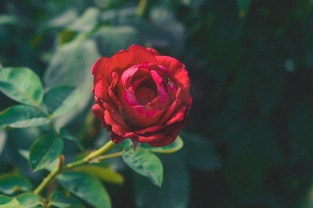 在柔和的深绿叶背景上的红玫瑰。
