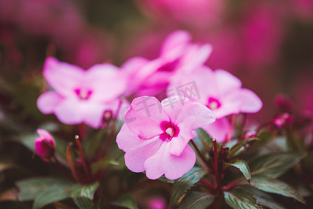 鲜花红色背景摄影照片_粉红色的花新几内亚凤仙花