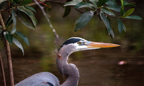 大蓝鹭 Ardea Herodias