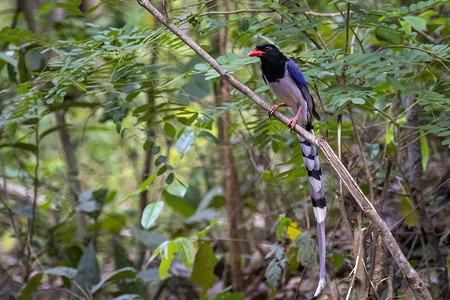 黑色红背景摄影照片_自然背景下树枝上的红嘴蓝鹊鸟的图像。