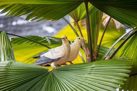 坐在棕榈树叶子上的斑帝鸽夫妇