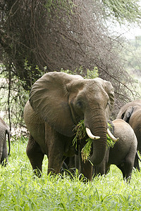 大草原旅行摄影照片_非洲博茨瓦纳大草原上的野象（Elephantidae）