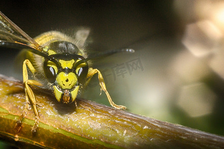 黄蜂摄影照片_昆虫黄蜂的头