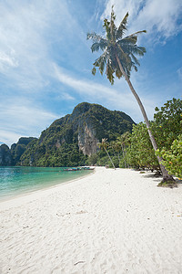 泰国-在大皮皮岛-甲米海滩的棕榈树