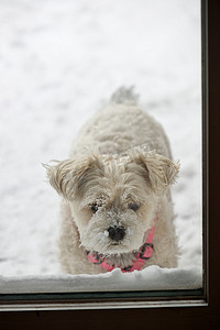 白雪皑皑的狗等着进来