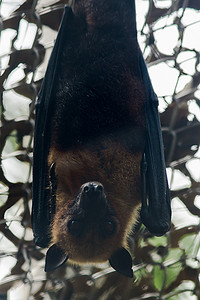 飞狐摄影照片_倒挂在动物园笼子里的莱尔斯飞狐