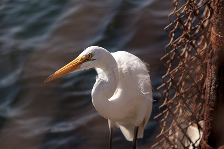 大白鹭 Ardea alba 在 Bolsa Chica 的沼泽中寻找食物