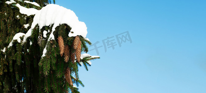 一根云杉枝，上面有绿色的针头，上面覆盖着雪
