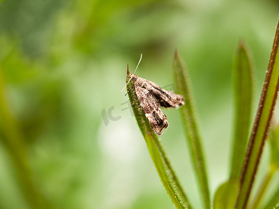 一只微小的棕色图案飞蛾栖息在一片草叶上模糊选择