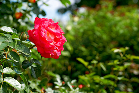 这朵鲜艳的红玫瑰特别适合你，亲爱的