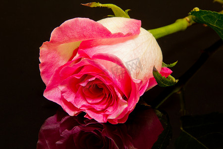 黑色背景中的粉红玫瑰花特写