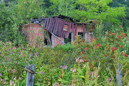 灌木草丛摄影照片_一栋破旧的砖房，屋顶倒塌，长满了灌木和高高的草丛