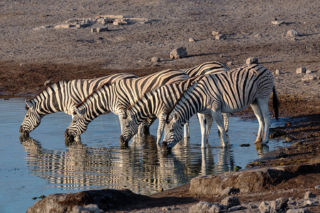 反射条纹摄影照片_纳米比亚埃托沙野生动物探险中的斑马反射
