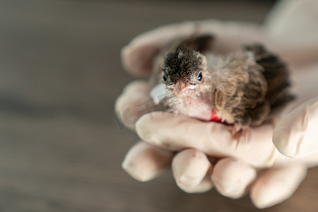 在被猫袭击和受伤后，兽医手戴着手术手套，手拿着小鸟。