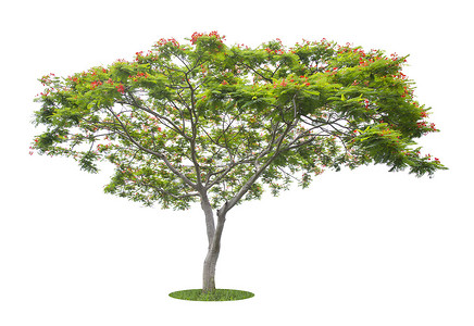 Flam boyant 树或火焰树或皇家 Poinciana 树隔离在白色背景。