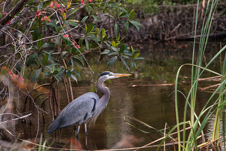 大蓝鹭 Ardea Herodias