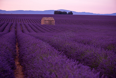 紫色薰衣草花田与孤独的老石屋