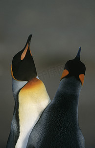 英国南乔治亚岛两只王企鹅近距离做交配舞