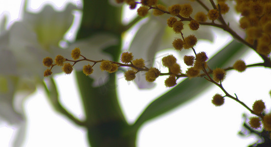 开着黄色小花的灌木，背景是白色兰花的花蕾。