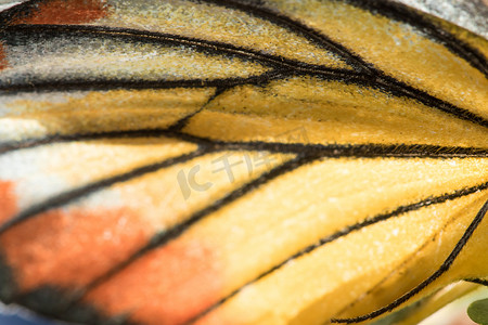 Orange Gull 蝴蝶的翅膀是黄橙色和白色。