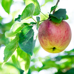 苹果树远景摄影照片_树上的苹果，苹果树叶特写模糊的背景