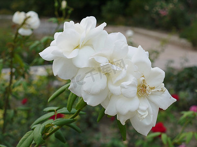 白色的花瓣长出密集的花边，与弯曲的茎和多汁的叶子紧密地交织在一起。