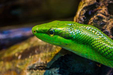 红尾绿鼠蛇的脸部特写，来自亚洲的热带爬行动物