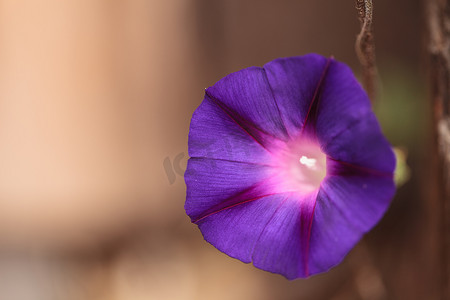 purpurea摄影照片_紫色牵牛花花 Ipomoea purpurea