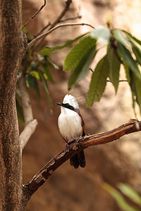 白冠笑鸫（Garrulax leucolophus）