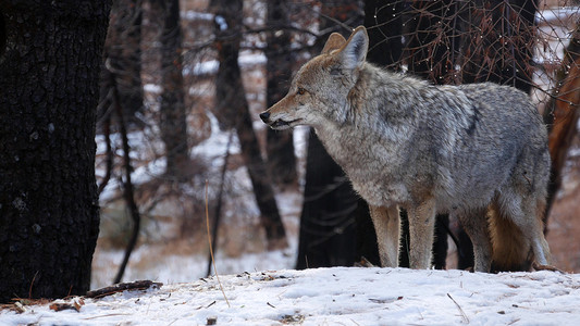 野狼、土狼或土狼、冬季多雪的森林、加利福尼亚野生动物区系、美国