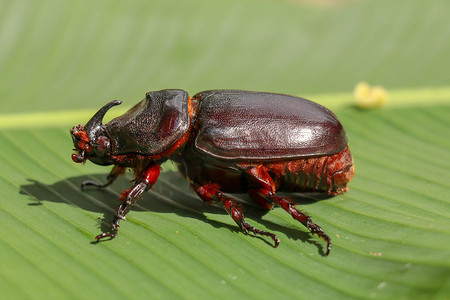 奥特曼相信光摄影照片_欧洲犀牛甲虫的侧视图。 