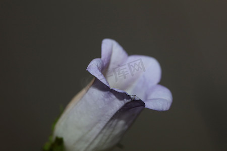 春天绿色海报摄影照片_花开花特写风铃草中型家庭风铃科高品质大尺寸版画商店墙壁海报家居装饰天然植物